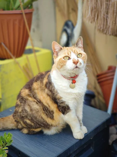 Ett Vertikalt Skott Söt Ingefära Tabby Katt — Stockfoto