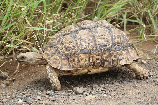Leopar Kaplumbağanın Stigmochelys Pardalis Gündüz Vakti Çimlerin Yakınındaki Küçük Taşların — Stok fotoğraf