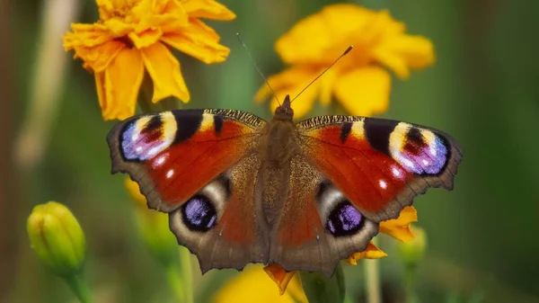 Макро Европейской Павлинной Бабочки Aglais Цветке Мэриголд — стоковое фото