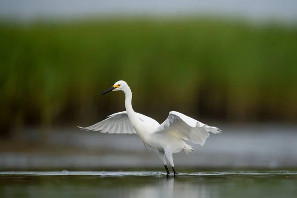 Een Prachtig Shot Van Een Besneeuwde Egret — Stockfoto