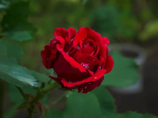 Zbliżenie Czerwonego Kwiatu Róży Rosą Wodną — Zdjęcie stockowe