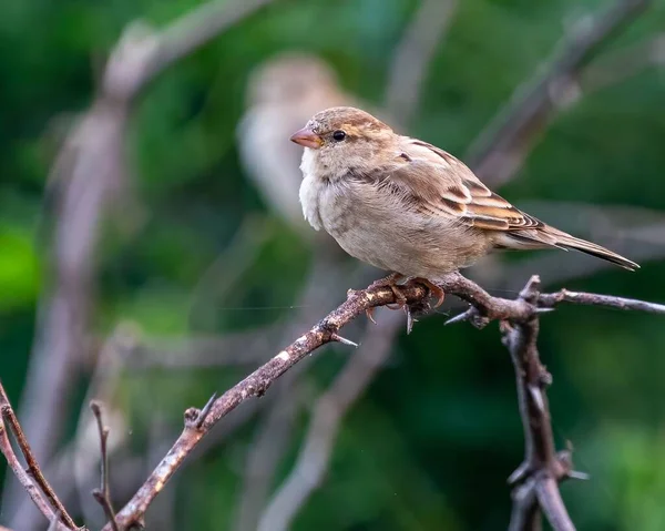 Closeup Female House Sparrow Passer Domesticus Perched Branch — Stock Photo, Image