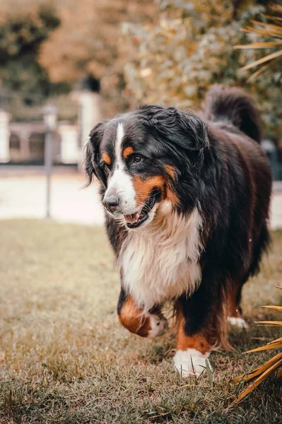 Вертикальный Снимок Бернской Горной Собаки Весело Гуляющей Саду — стоковое фото