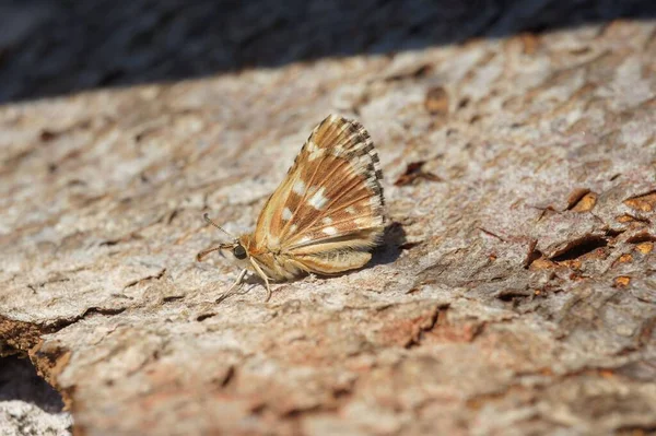 赤い翼の下のスキッパーの蝶の自然なクローズアップ 閉じた翼を持つSpialia Sertorius — ストック写真