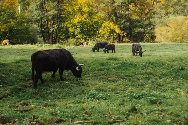 Herd Black Highland Cattle Nature Grazing Grass Daytime — Stock Photo, Image