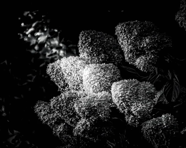Yumuşak Bulanık Bir Arkaplan Üzerinde Ortanca Çiçeklerinin Gri Tonlu Bir — Stok fotoğraf
