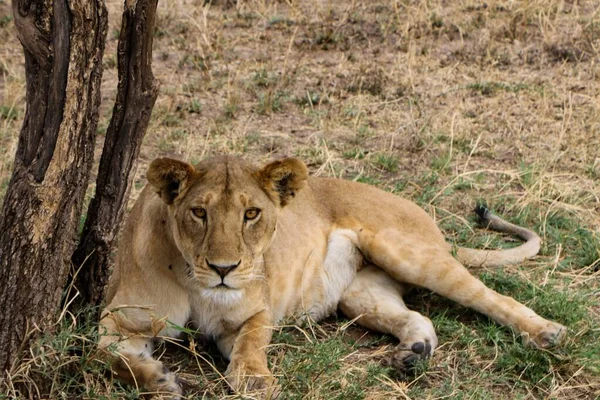 Une Belle Vue Lion Dans Safari — Photo