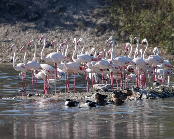 ピンクのフラミンゴの群れが水の中に立っている — ストック写真