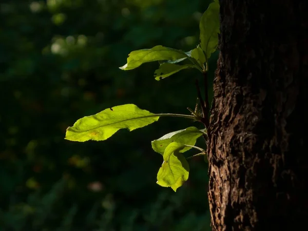 Ένα Κοντινό Πλάνο Από Πράσινα Φύλλα Ένα Καφέ Κορμό Δέντρου — Φωτογραφία Αρχείου