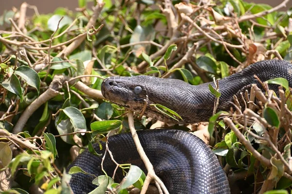 Zbliżenie Pythona Południowej Afryki Farmie Gadów Kalimba Lusaka Zambia — Zdjęcie stockowe
