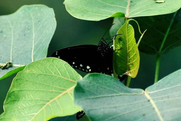 Крупный План Черной Euploea Mulciber Бабочки Зеленый Священный Фиговый Лист — стоковое фото