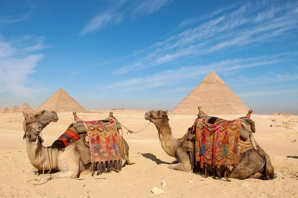 Два Верблюда Древними Египетскими Пирамидами Заднем Плане Фоне Голубого Облачного — стоковое фото