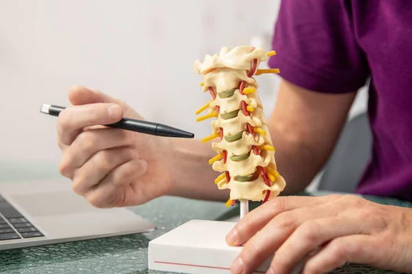 Osteopat Omurganın Bir Modelinde Omurgalar Arası Disklerin Fonksiyonlarını Açıklar — Stok fotoğraf