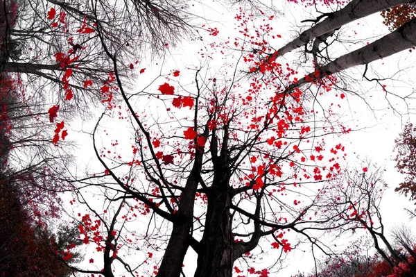 360 Stupňový Záběr Siluet Stromů Černými Větvemi Červenými Listy — Stock fotografie