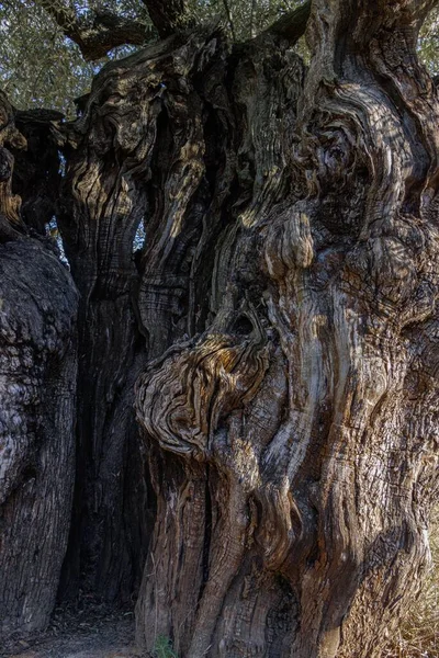 Eine Nahaufnahme Einer Alten Baumrinde — Stockfoto