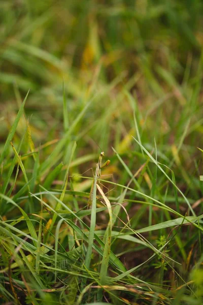 Sebuah Closeup Indah Dari Mantis Rumput — Stok Foto