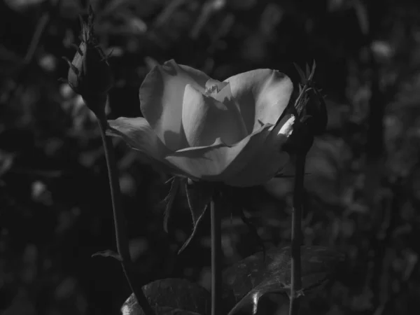 Μια Διαβαθμίσεις Του Γκρι Ενός Όμορφου Τριαντάφυλλου Έναν Κήπο — Φωτογραφία Αρχείου