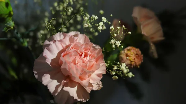 Zbliżenie Ujęcie Różowego Kwiatu Oddechem Dziecka — Zdjęcie stockowe