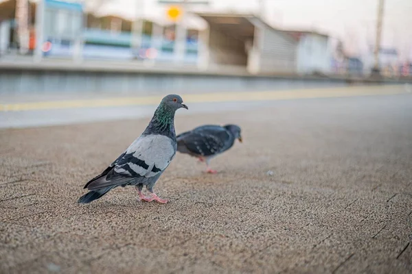 在一个阳光灿烂的城市 两只可爱的小鸽子啄食地面的特写镜头 — 图库照片