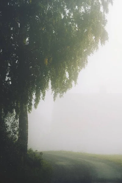 구름낀 나무들 안개로 둘러싸인 수직으로 — 스톡 사진