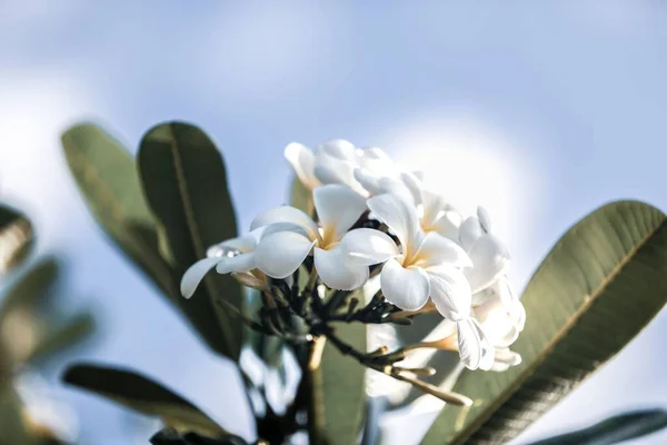 Крупный План Белого Цветка Plumeria Alba Зелеными Листьями Голубом Облачном — стоковое фото