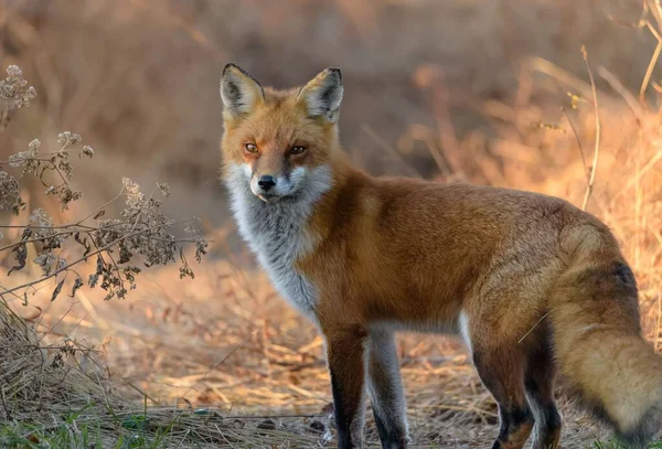 Selektywne Ujęcie Red Foxa Lesie — Zdjęcie stockowe