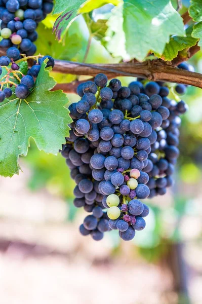 Вертикальне Крупним Планом Скупчення Синього Винограду Звисає Гілці — стокове фото