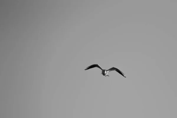 Een Zwart Wit Shot Van Een Vliegende Meeuw — Stockfoto