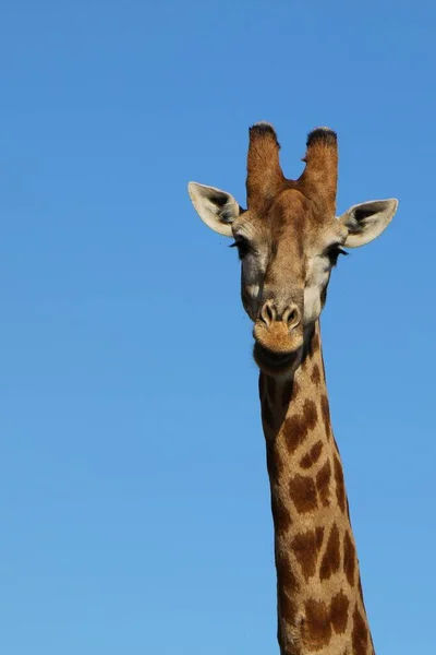 Uma Bela Vista Uma Girafa Céu Azul — Fotografia de Stock