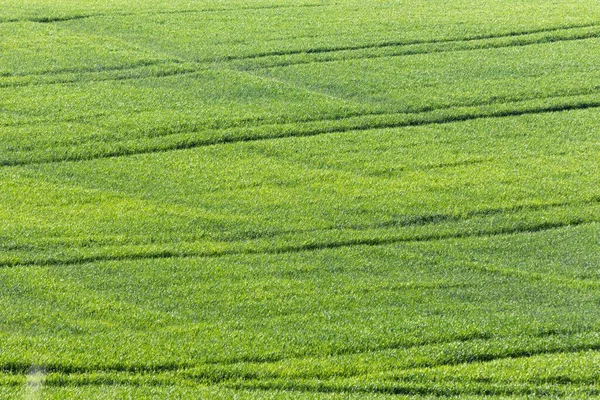 Ein Malerischer Blick Auf Eine Grüne Wiese Der Landschaft Einem — Stockfoto