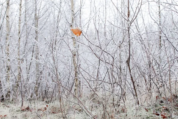 Kışın Portakal Yaprağı Olan Donmuş Ağaçların Güzel Manzarası — Stok fotoğraf