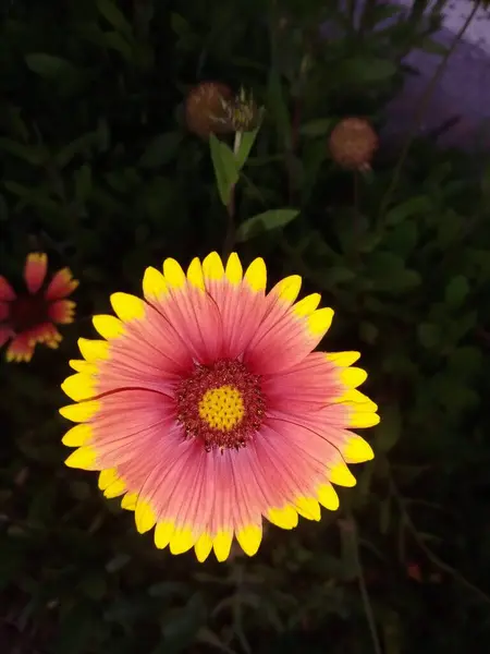 Eine Vertikale Aufnahme Einer Schönen Roten Und Gelben Blume — Stockfoto