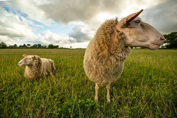 Schafe Stehen Und Liegen Auf Grüner Wiese Vor Bewölktem Himmel — Stockfoto