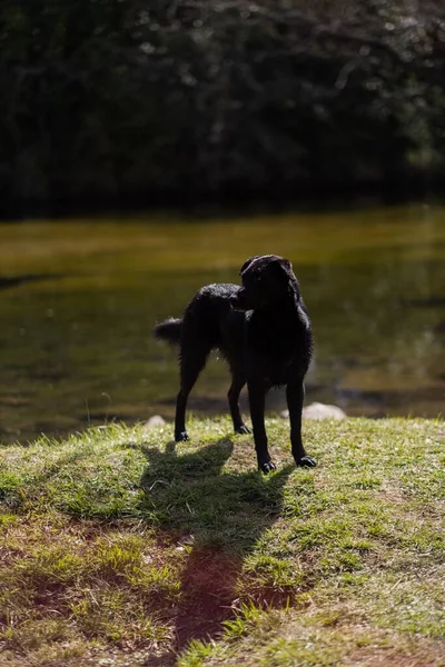 Een Zwarte Hond Die Grasland Bij Het Meer Staat — Stockfoto