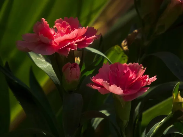 Closeup Shot Pink Carnation Shady Garden Surrounded Green Foliage — Stock Photo, Image