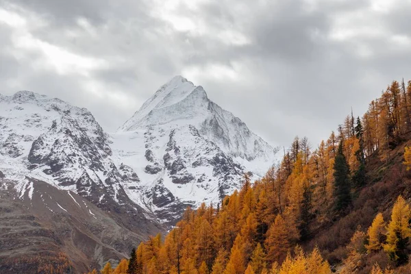 Attellarch Δάσος Φθινόπωρο Πέσει Χιόνι Βουνό Bietschhorn Στο Παρασκήνιο Στην — Φωτογραφία Αρχείου