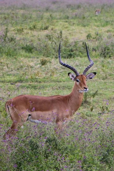 Une Belle Vue Sur Impala Dans Safari — Photo