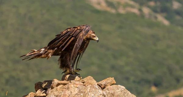Eine Selektive Fokusaufnahme Eines Adlers Auf Einem Felsen Einer Bergigen — Stockfoto