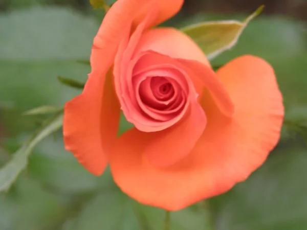 Een Close Shot Van Een Shell Rose Tuin Roos Met — Stockfoto