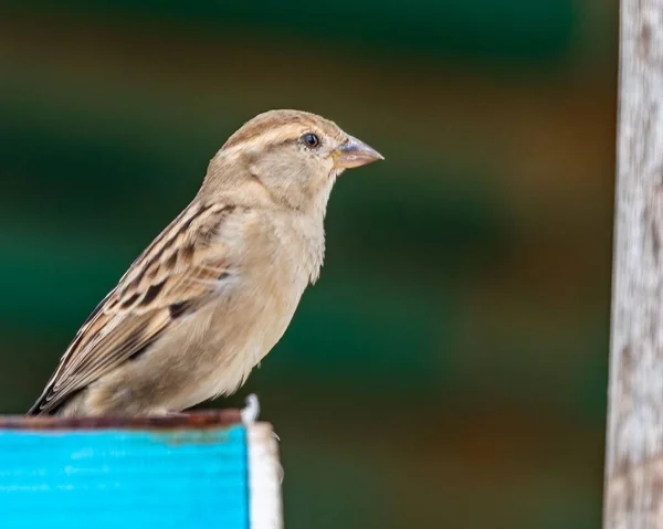 Close Sparrow Perched Wall Looking Aside — Stock Photo, Image