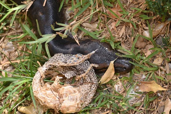 Close Python Rock África Austral Kalimba Reptile Farm Lusaka Zâmbia — Fotografia de Stock