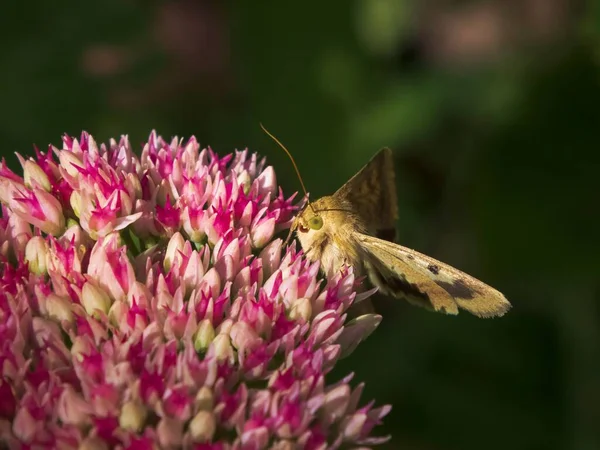 A closeup of a Shoulder-striped clover on a beautiful pink flower