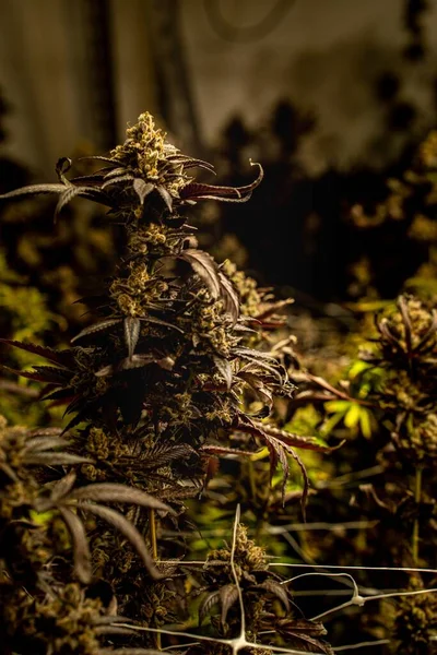 Uma Vertical Uma Planta Cannabis Sativa Fundo Borrado Close Conceito — Fotografia de Stock