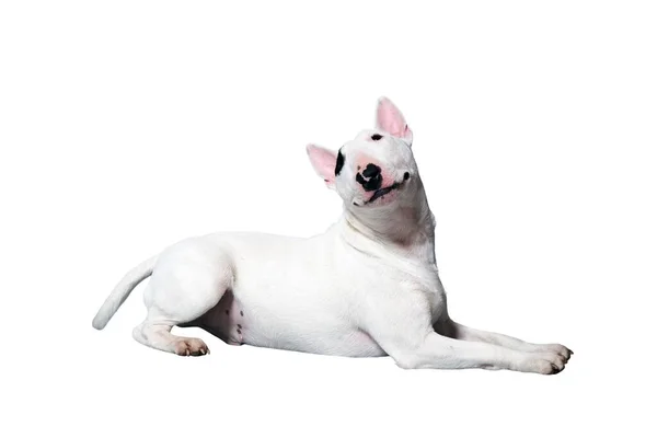 Een Witte Bullterrier Voor Een Witte Studio Achtergrond — Stockfoto