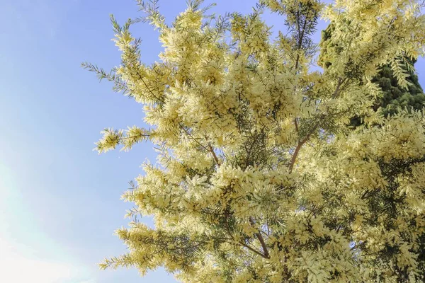 Closeup Blooming Wattle Acacia Clear Sunlit Sky Springtime — Stock Photo, Image
