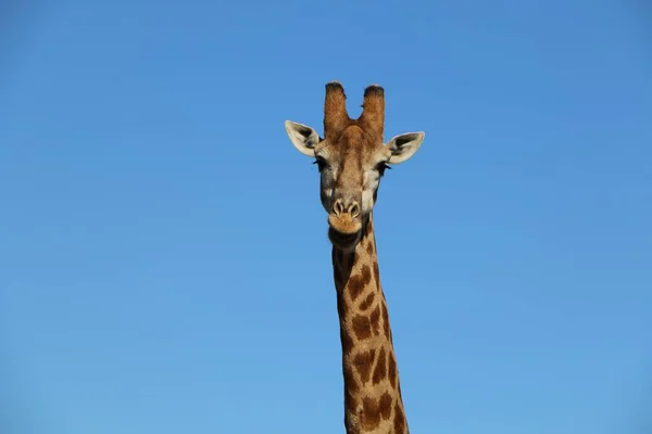 Красивый Вид Жирафа Голубом Небе — стоковое фото