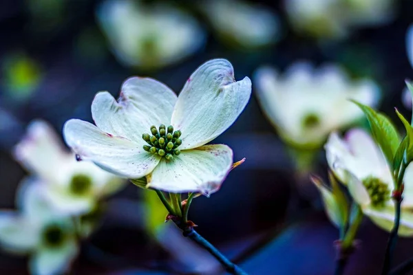 Yumuşak Bulanık Bir Arkaplanda Çiçek Açan Bir Köpek Ağacı Çiçeğinin — Stok fotoğraf