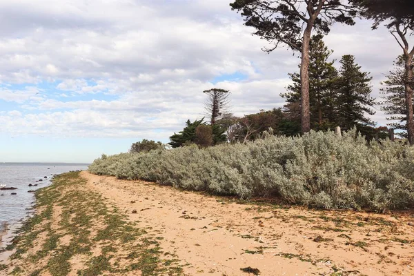 ポイントクック オーストラリアの緑豊かな茂みや木があるビーチの美しい風景 — ストック写真