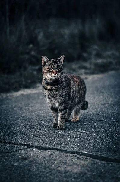 一只可爱的胖胖的野猫在路上的垂直镜头 — 图库照片