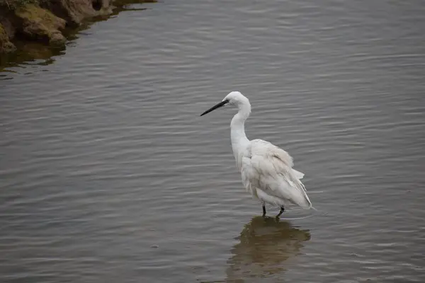 一条大白鹭栖息在湖上 — 图库照片